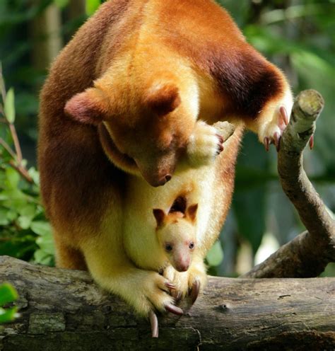 Tree Kangaroo Joey Boosts Endangered Species Zooborns