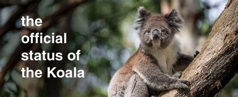 The Koala Endangered Or Not Australian Koala Foundation