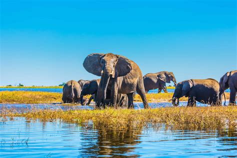 Botswana Parks And Reserves 15 Top Animals Parks In 2024