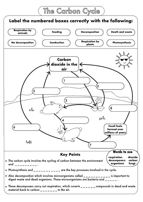 Nutrient Cycles Worksheet Answers Studying Worksheets