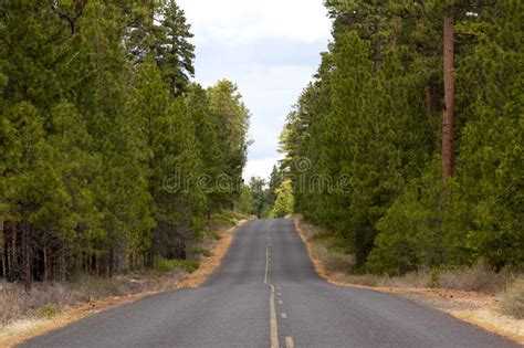 Long Paved Road In Forest Stock Photo Image Of Trees 24577432