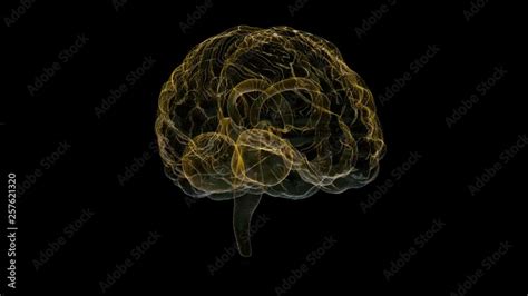 Rotating Human Brain Polygon Mesh Of Human Brain Model Seamless