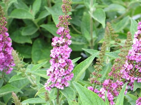 Buddleia Butterfly Bush Lo And Behold ‘pink Micro Chip Pp26547