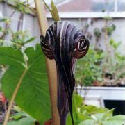Tian nan xing or arisaema amurense's care, zone, propagation and heat tolerance information along with photographs. IAS: Arisaema franchetianum