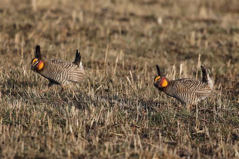 Greater Prairie Chickens Prairie Ridge State Natural Area Flickr