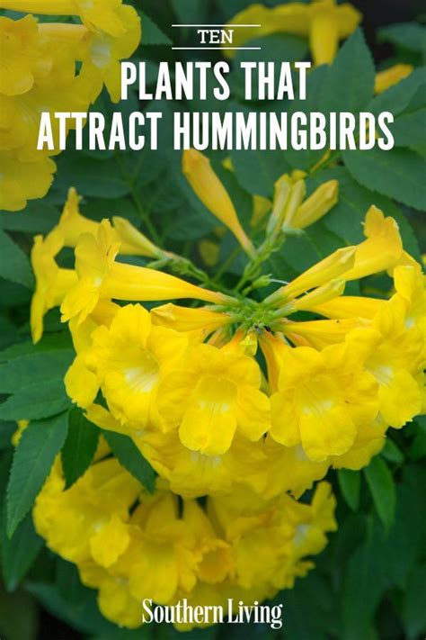 13 Plants That Attract Hummingbirds Artofit