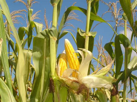 Corn One Of The Worlds Most Important Food Cropfood Industry News