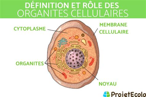 Organite Cellulaire Définition Rôles Et Exemples