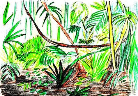 How To Draw A Rainforest Scene Drawings Rainforest Art