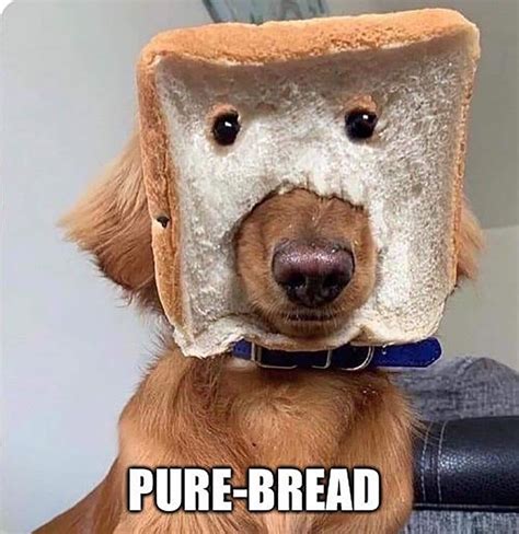 Pure Bread But Not What I Meant Funny Dog Photos Funny Animal