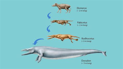Strange Evolution How Ancient Deer Became Whales Big Think