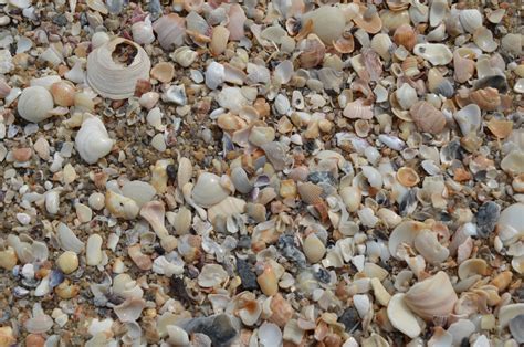 Free Images Sand Macro Pebble Material Invertebrate Seashell Shells Gravel Cockle