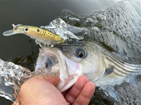 Striped Bass Fishing Lures