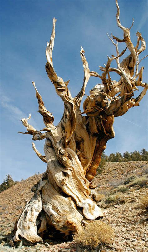 Lords Of The Rings Oldest Tree Species On Earth Wired