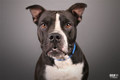 International adoption is also an option for families looking to grow through adoption. Adoptable Dog Photos from Humane Society Tampa Bay ...