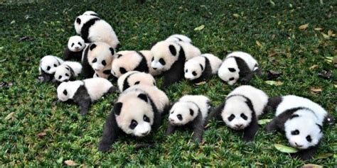 How Many Pandas Are There In The World