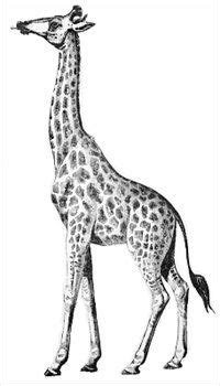 Giraffe with its tongue out. Free giraffe Clipart - Free Clipart Graphics, Images and ...
