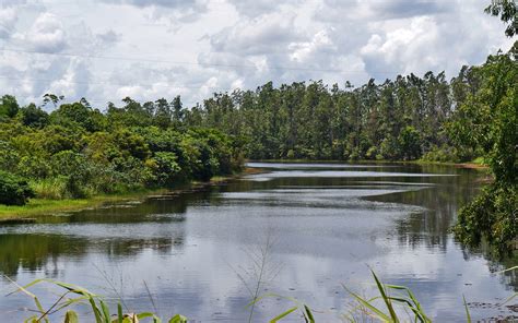 Free Images Landscape Tree Nature Marsh Swamp Wilderness Lake