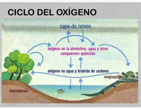 Esquema Del Ciclo Del Oxigeno ¡fotos And Guía 2024