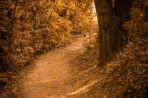 Beautiful Autumn Forest Landscape Path In The Forest Flickr