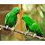 Parrots All About The Best Companion Bird  【Exotic Birds�