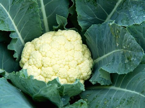 Growing Cauliflower In Containers Learn How To Grow Cauliflower In Pots