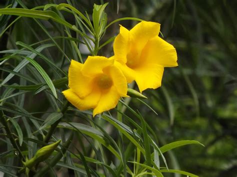 Yellow Oleander Plant