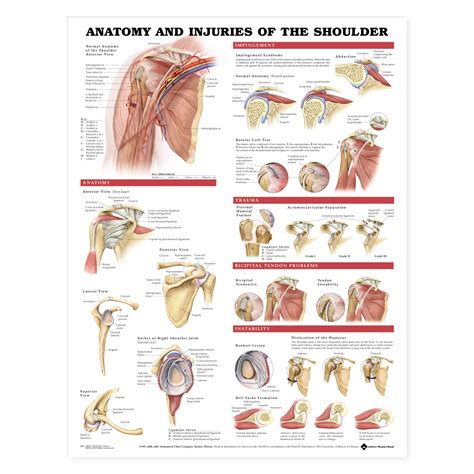 The shoulder anatomy includes the anterior deltoid, lateral deltoid, posterior deltoid, as well as the 4 rotator cuff muscles. Anatomy and Injuries of the Shoulder Anatomical Chart - The Physio Shop