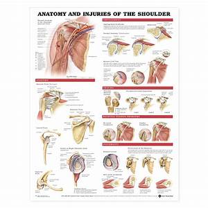 Anatomy And Injuries Of The Shoulder Anatomical Chart The Physio Shop