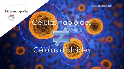 Diferencia Entre Células Haploides Y Diploides
