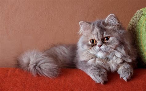 Persian Cat Wallpapers Top Free Persian Cat Backgrounds Wallpaperaccess
