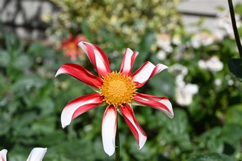 Today, in the anglican cycle of prayer , we pray for the bishop, clergy and laity of the diocese of bendigo in the anglican church of australia. Summer flowers | St. Agnes Anglican Church