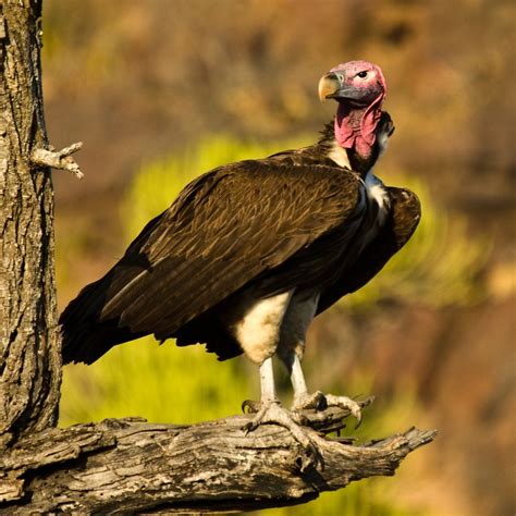 Lappet Faced Vulture 2 Aka Torgos Tracheliotos An Amaz Flickr