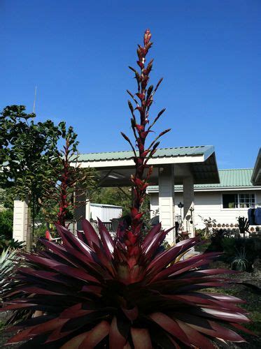 Pin On Bromeliads Succulents Tropicals