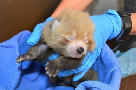 Baby Red Panda Born At Buttonwood Park Zoo Video