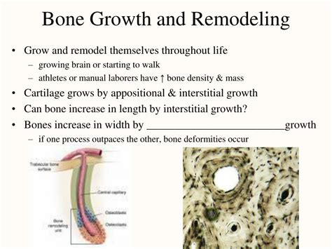 Ppt Bone Tissue Powerpoint Presentation Free Download Id1308140