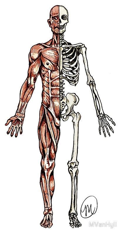 Half Muscle Half Skeleton By Mvanhyll Redbubble Skeleton