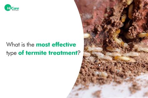 Most Effective Types Of Termite Treatment For Your Home