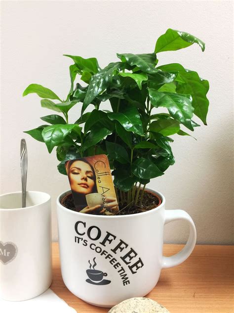 Save more with subscribe & save. Growing Coffee Plants at Home | Coffee plant, Growing ...