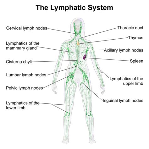 Groin Lymph Nodes Location Diagram