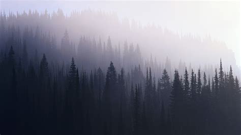 2048x1152 Forest Mist 2048x1152 Resolution Hd 4k Wallpapers Images