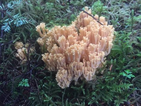 Clustered Coral Mushroom Vancouver Island Bc Gohikingca