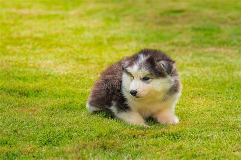 Siberian Husky Puppy Stock Image Image Of Siberian Play 72840523