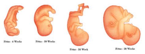 Fetal Development Timeline Timetoast Timelines