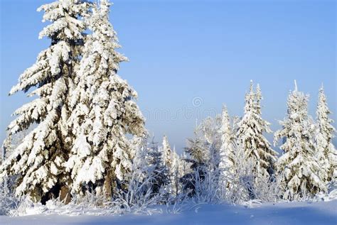 Winter Forest Landscape On A Clear Frosty Day Trees Covered With