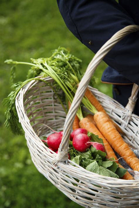 5 Easy To Grow Vegetables Blains Farm And Fleet Blog