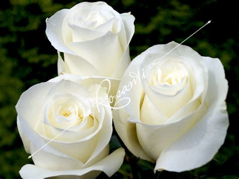 50 White Roses Rosanti Flowers