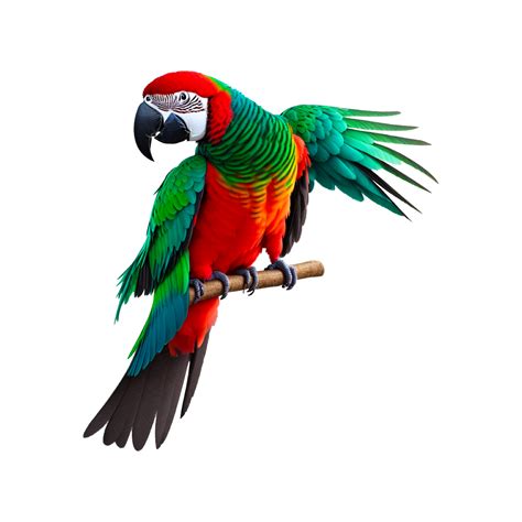 Red And Yellow Macaw Bird True Parrot Macaw Parrot Animals