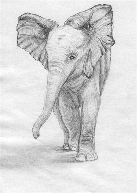 Baby Elefant Grau Tier Bleistiftzeichnung Afrika Von Marie Hahn