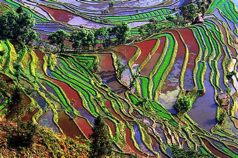 Tourism Rice Field Terraces In Yunnan China